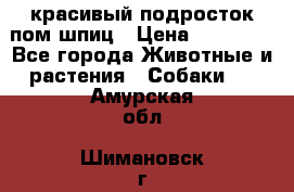 красивый подросток пом шпиц › Цена ­ 30 000 - Все города Животные и растения » Собаки   . Амурская обл.,Шимановск г.